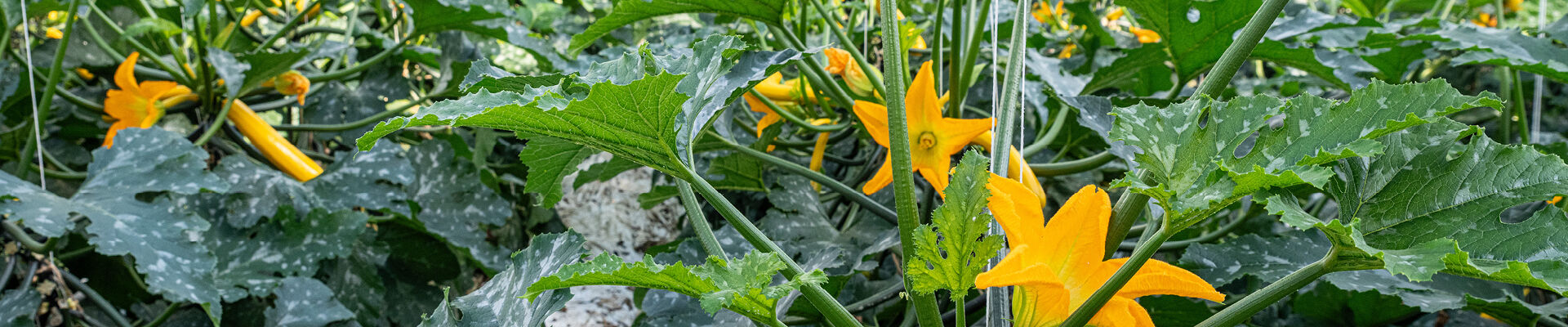 Premiumverpackung für Zucchiniblüten, die um die Welt reisen