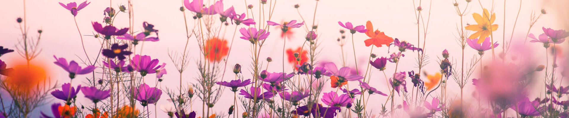 Envasado de flores para la exportación